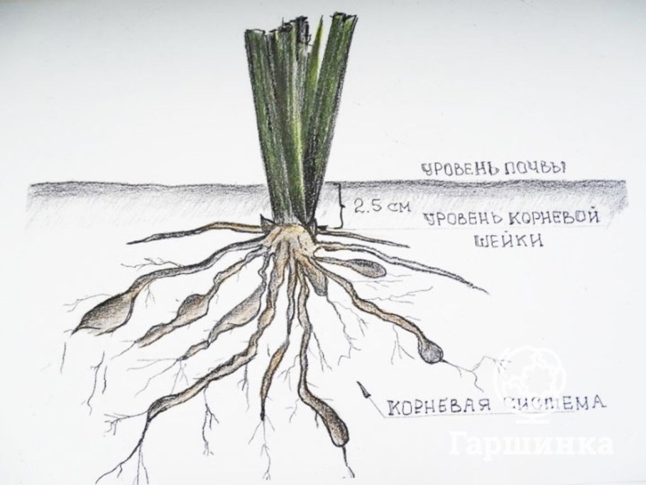 Ккорневая шкйка лилилкйника