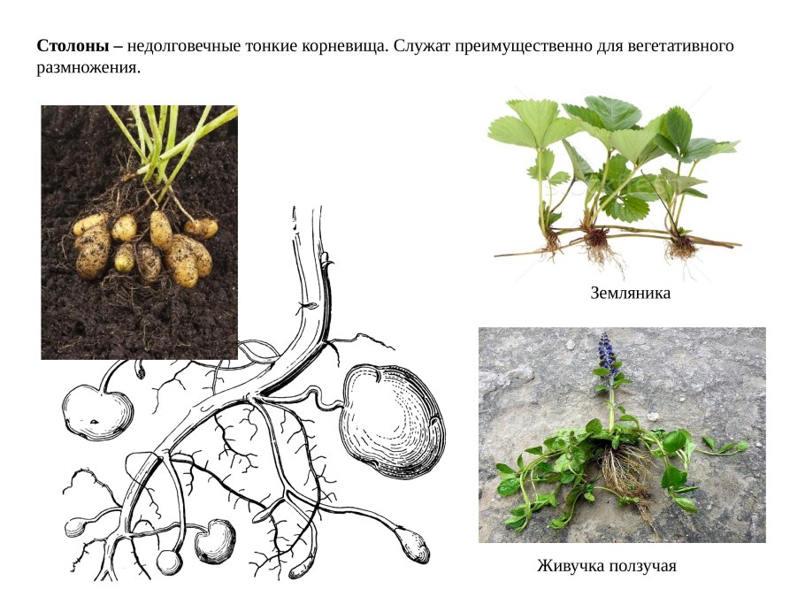 Грибные столоны
