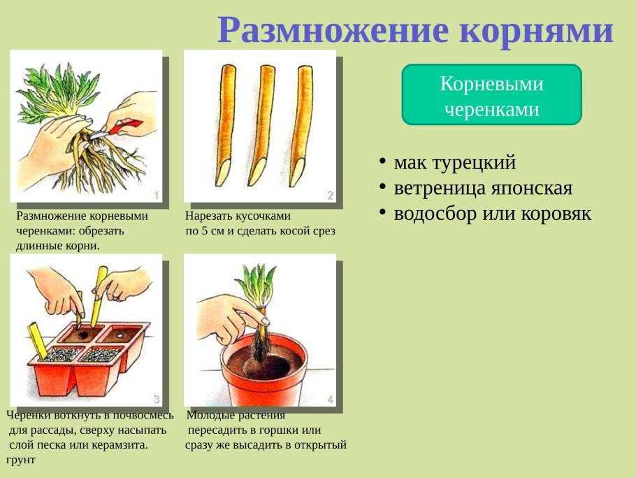 Корневыми черенками 10-15 см размножают