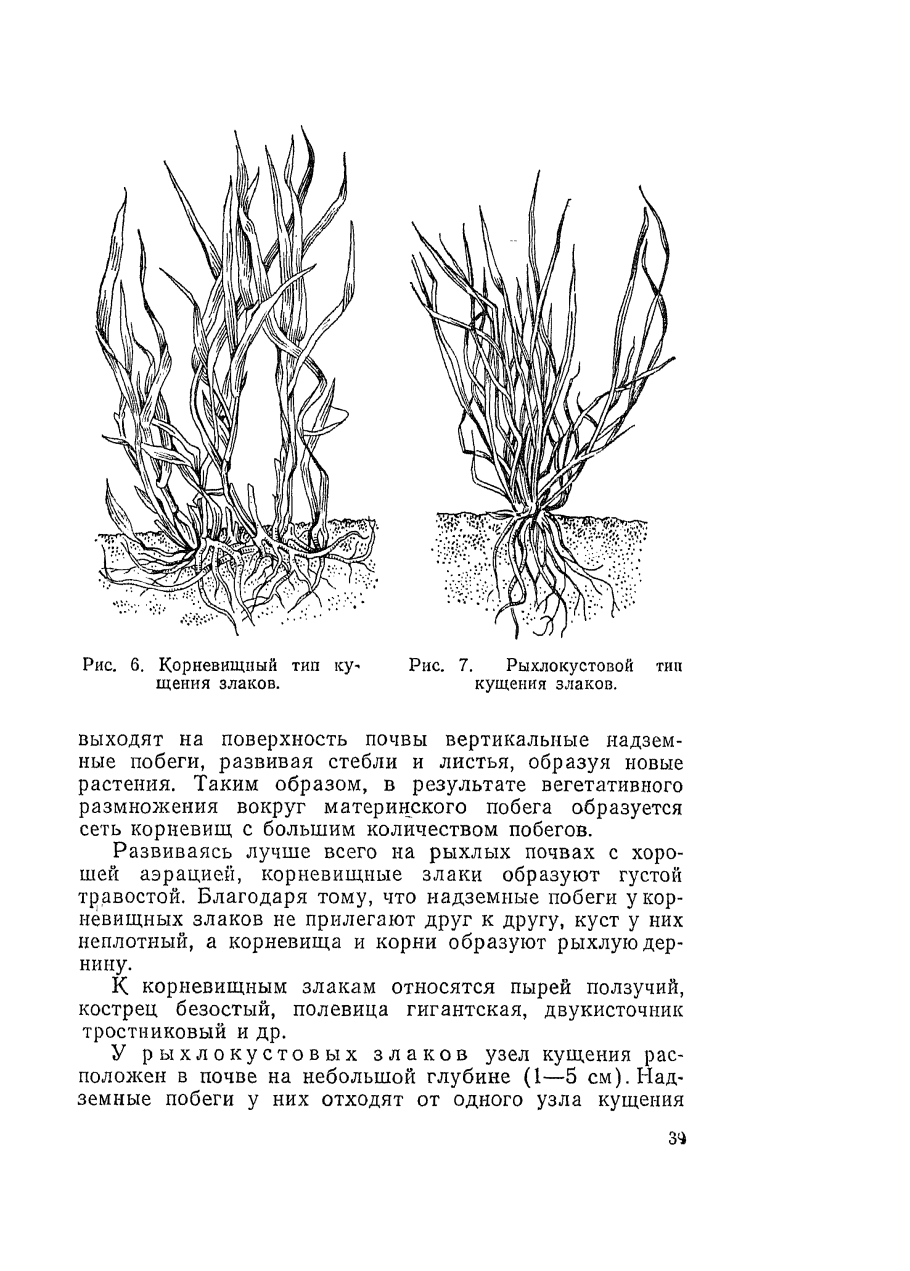 Верховые корневищные злаки