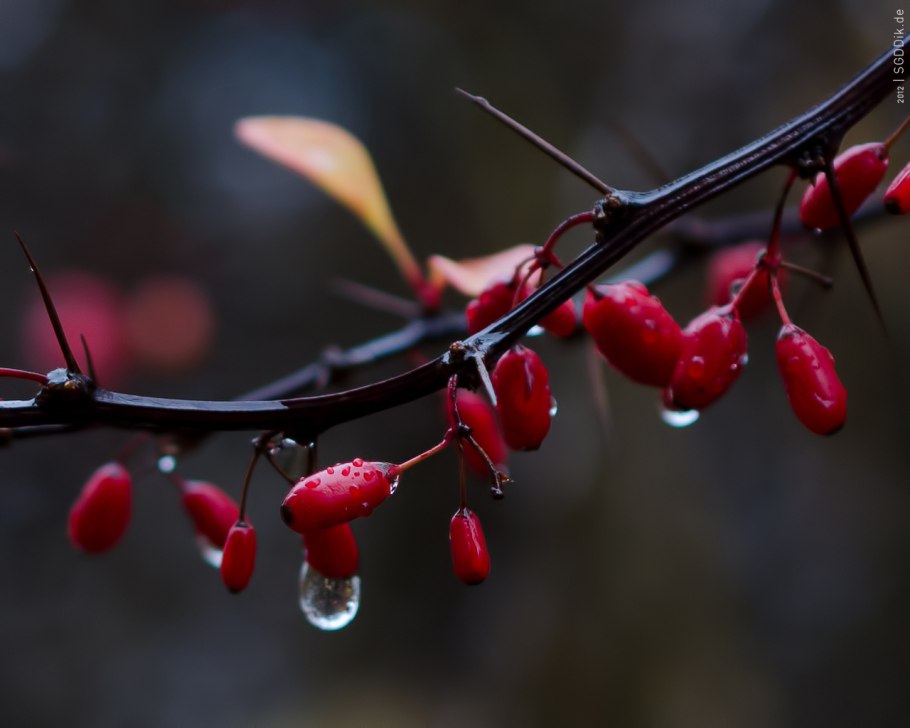 Berberis vulgaris колючки