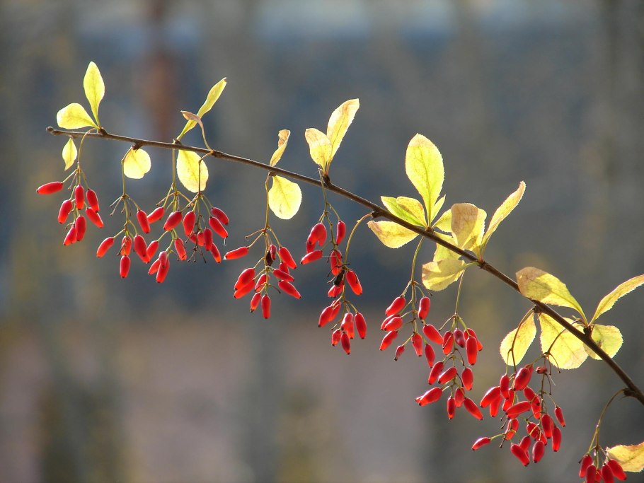 Барбарис кустарник колючки