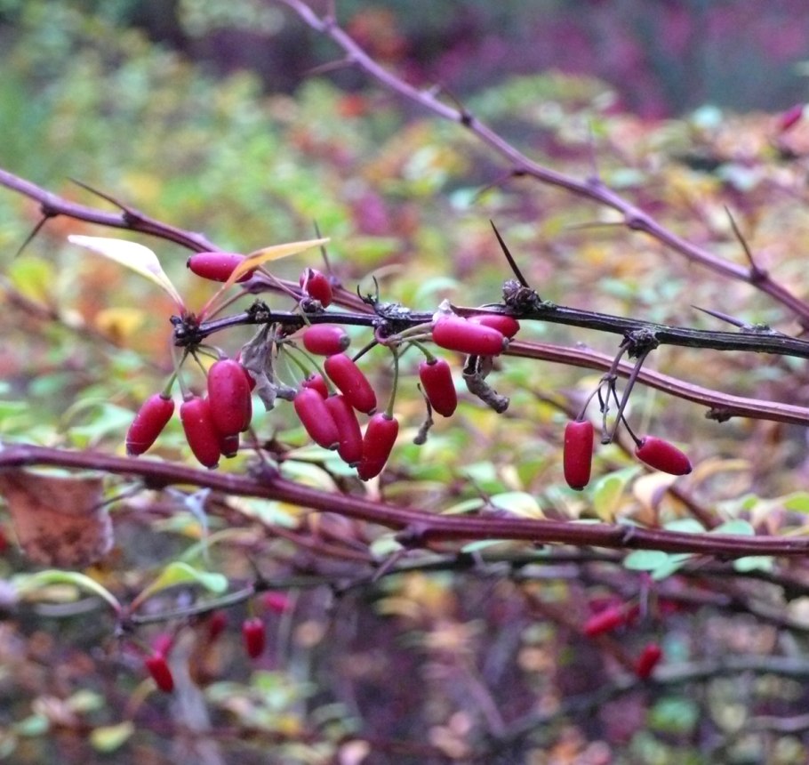 Колючки барбариса