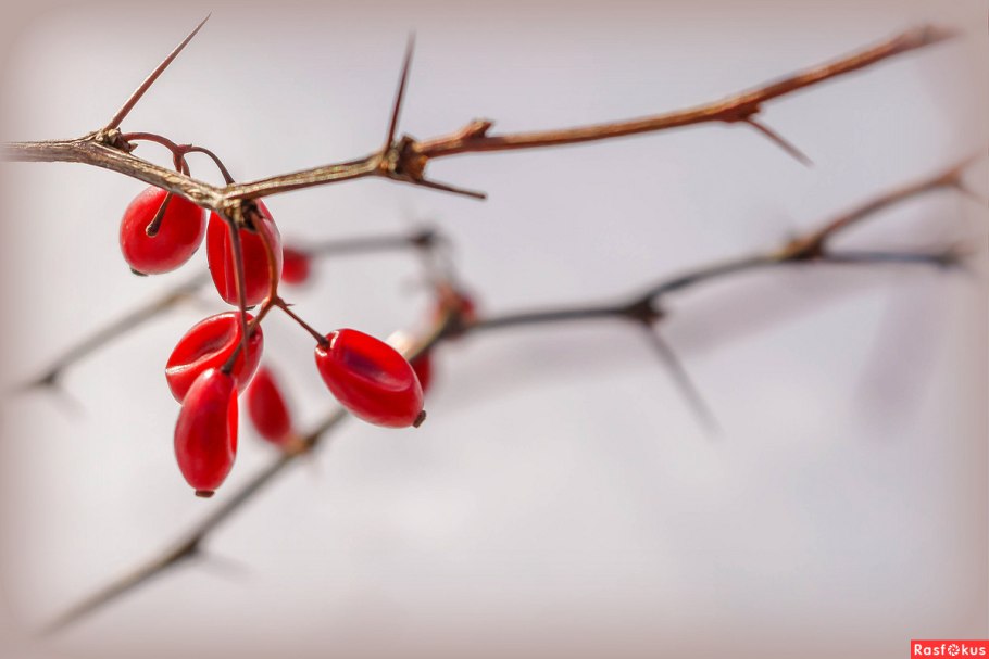 Барбарис обыкновенный колючки