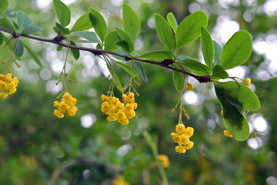 Барбарис обыкновенный цветет