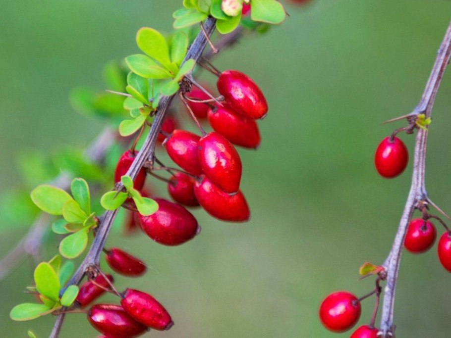 Ягода барбарис
