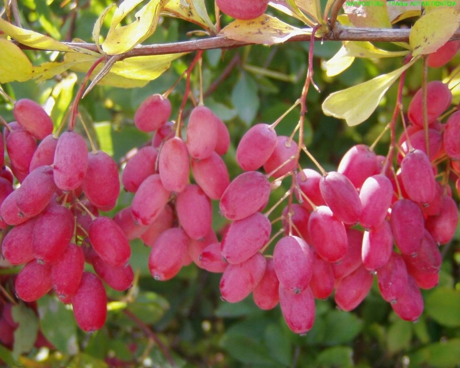 Барбарис Тунберга Red