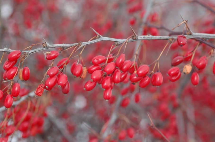 Барбарис полувечнозеленый