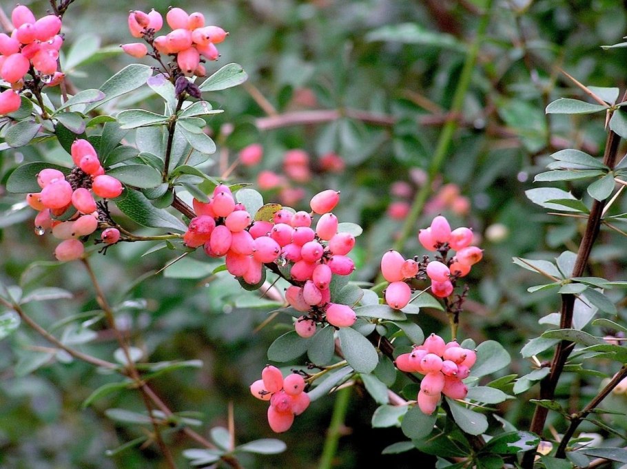 Барбарис обыкновенный lutea