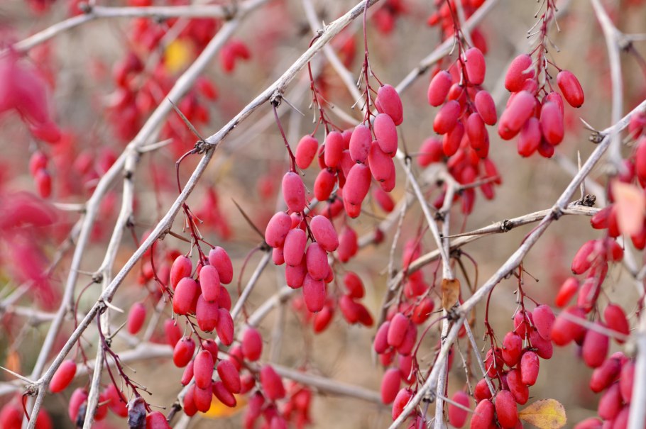 Колючки барбариса