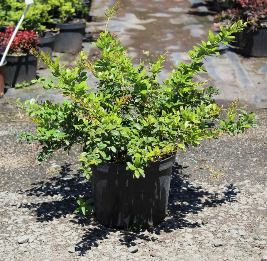 Барбарис обыкновенный ветка