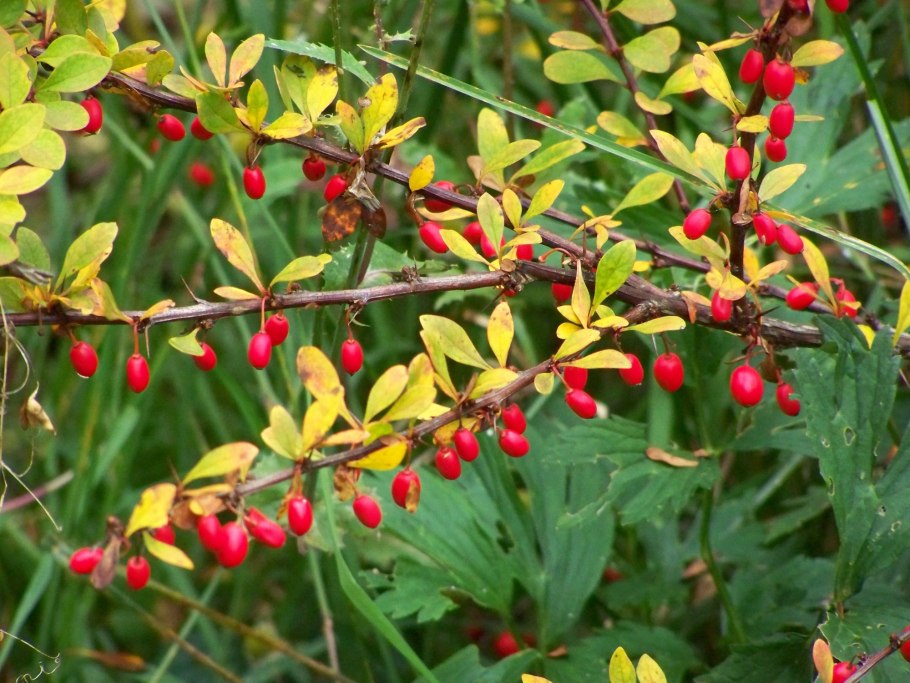 Барбарис обыкновенный колючки