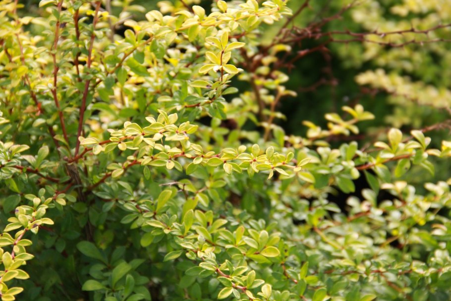 Барбарис тунберга golden dream