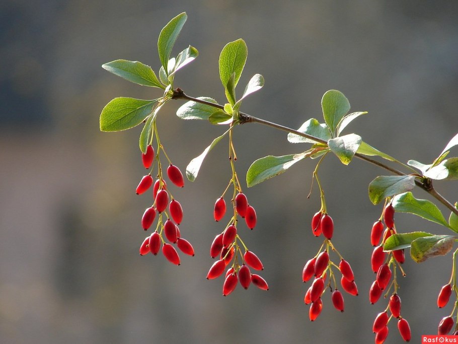 Барбарис с колючими листьями