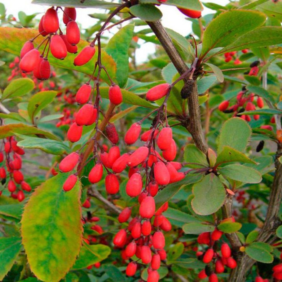 Барбарис обыкновенный berberis vulgaris