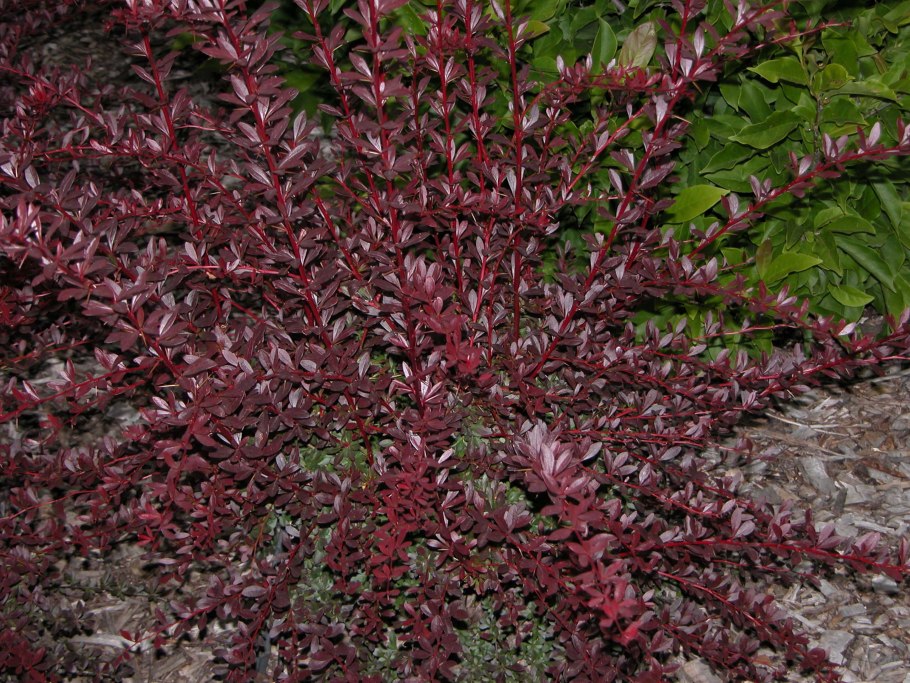 Барбарис тунберга ред чиф