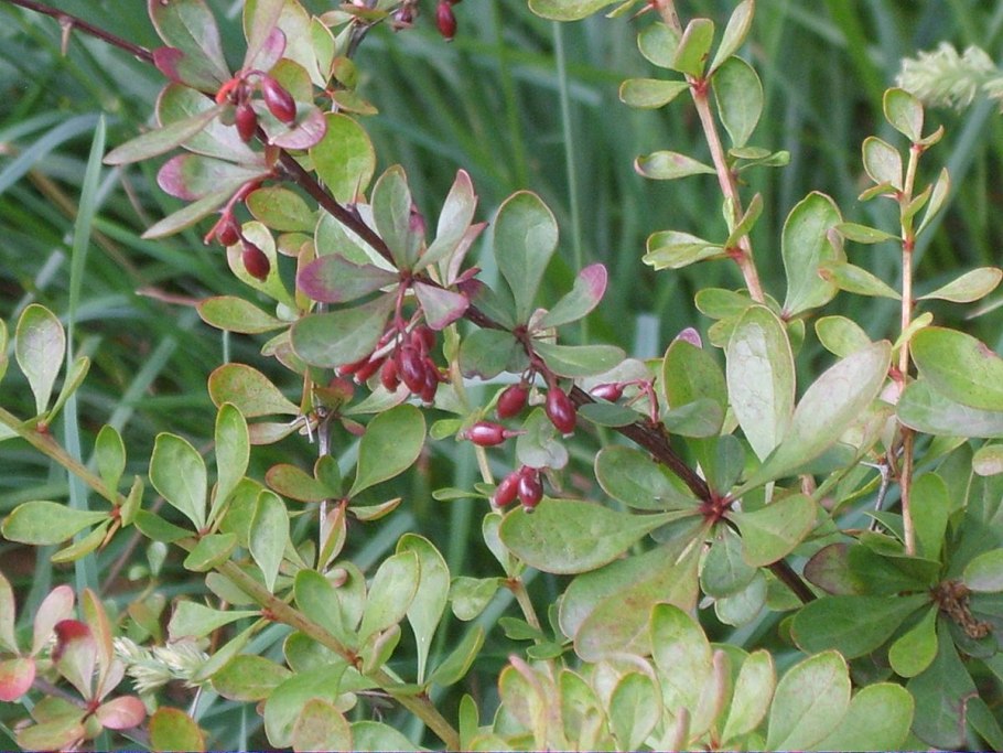 Барбарис колючий кустарник