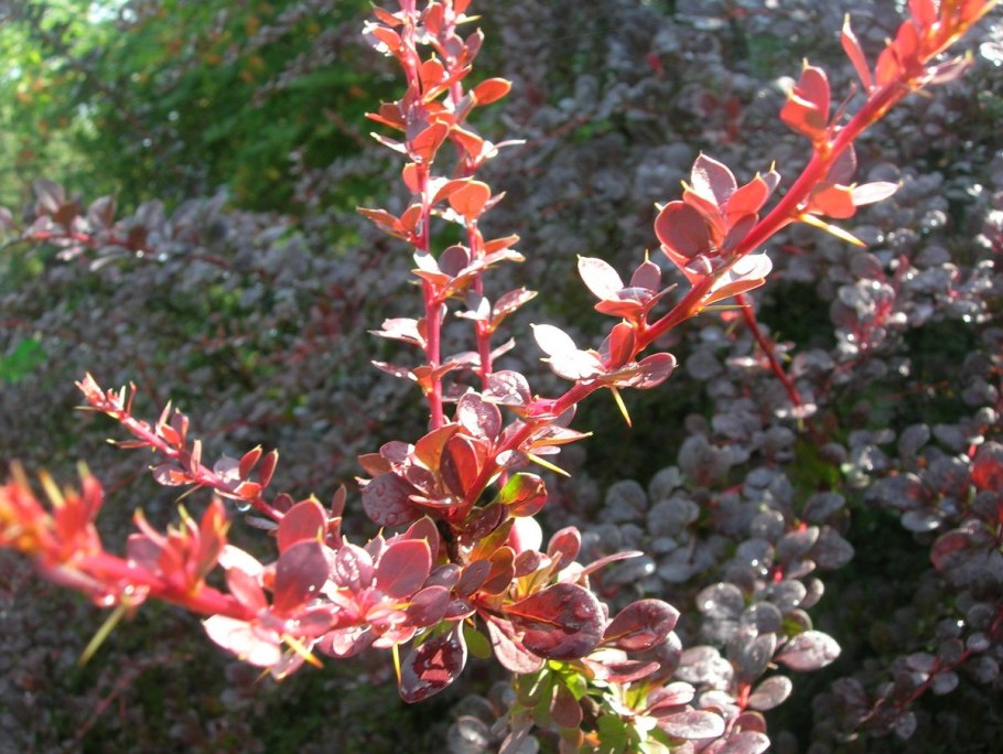 Барбарис тунберга атропурпуреа