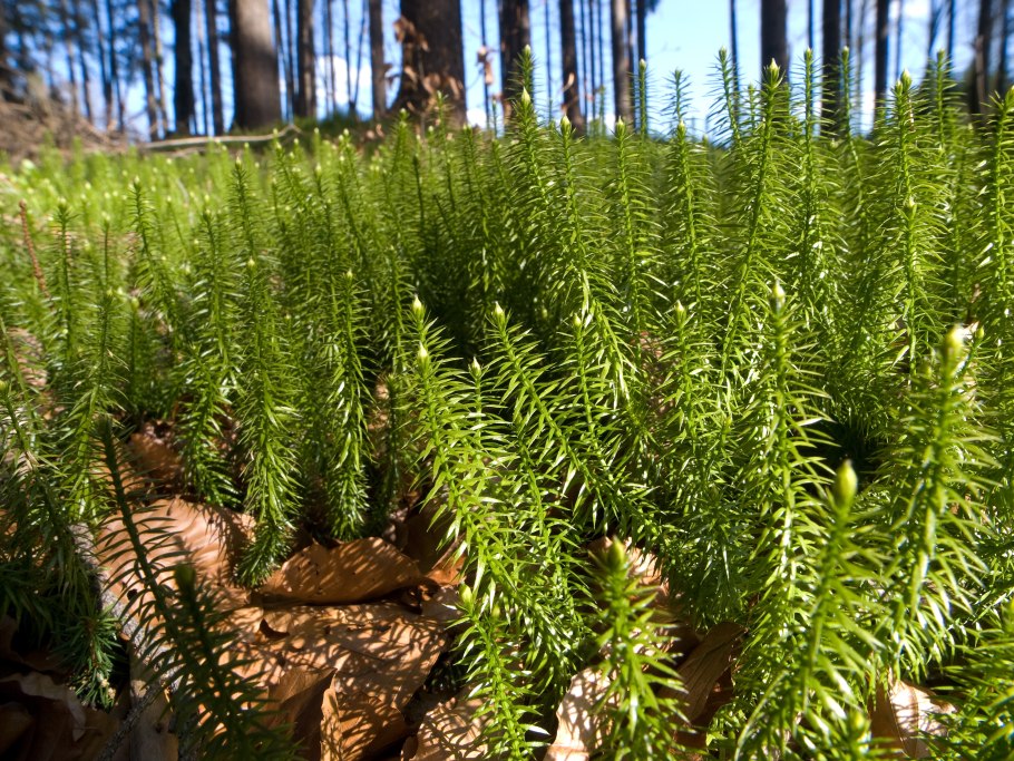 Селагинелла Сибирская ( Selaginella sibirica )