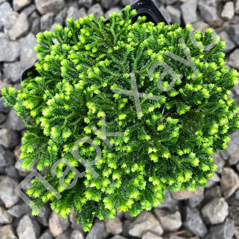 Селагинелла Мосс