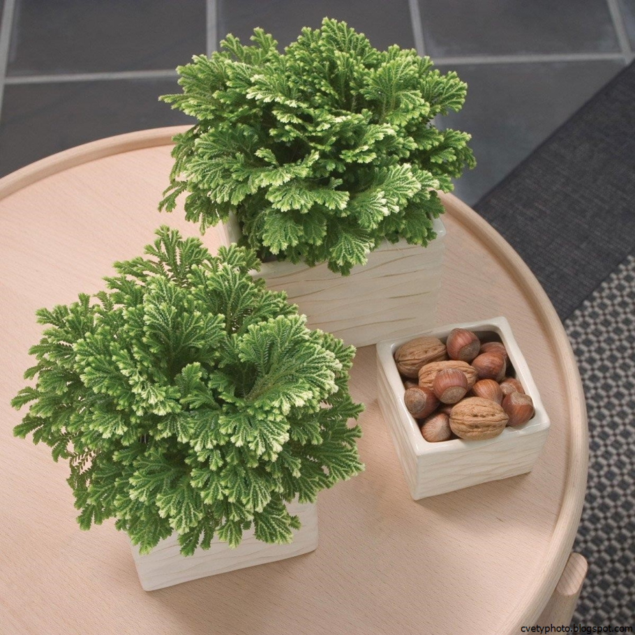 Селагинелла безножковая