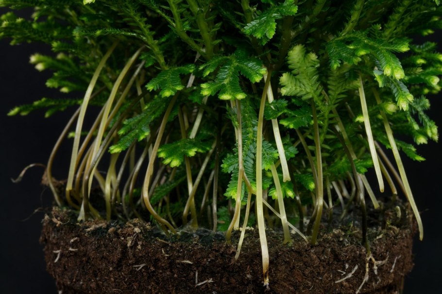 Selaginella martensii