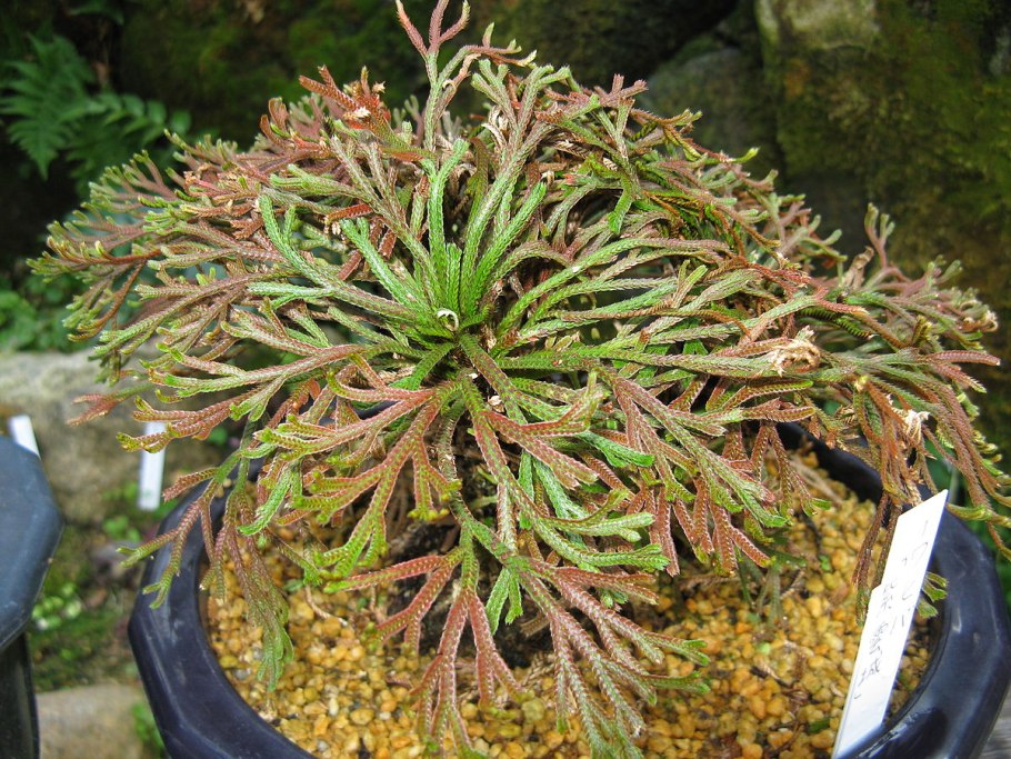 Селагинелла чешуелистная (Selaginella lepidophylla)