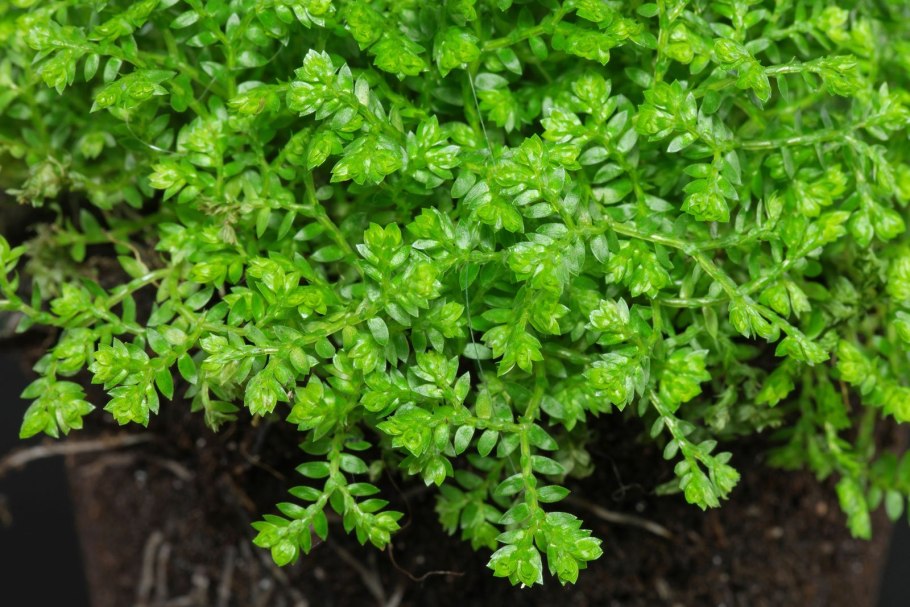 Селагинелла Джори