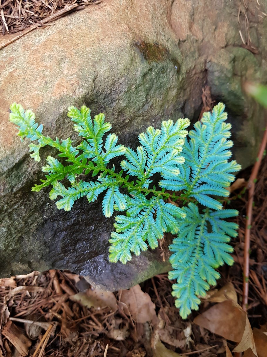 Селагинелла голубая