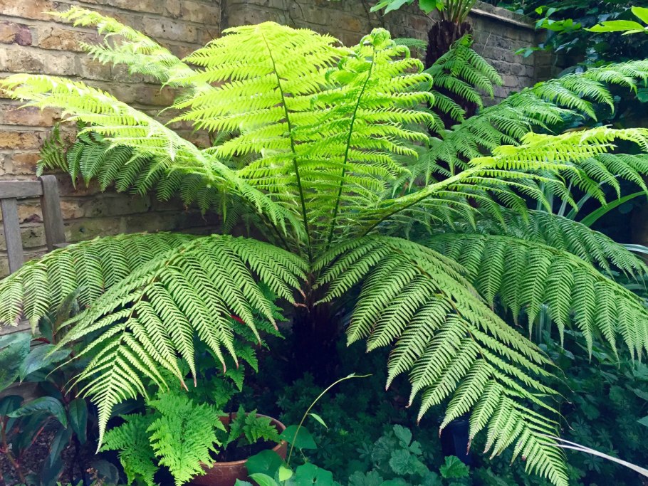 Папоротник древесный