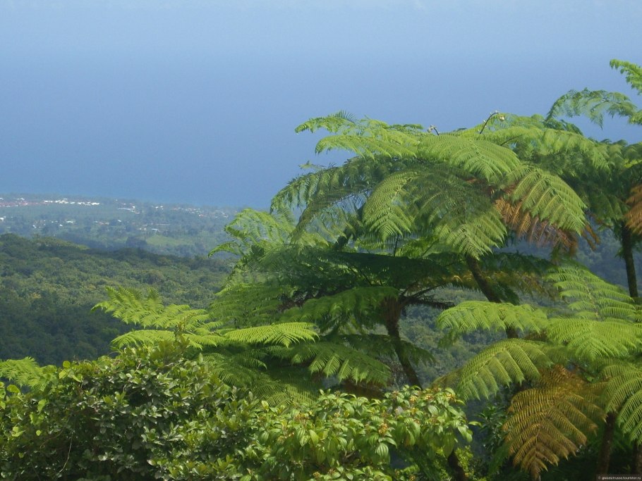 Папоротник страусник цветение