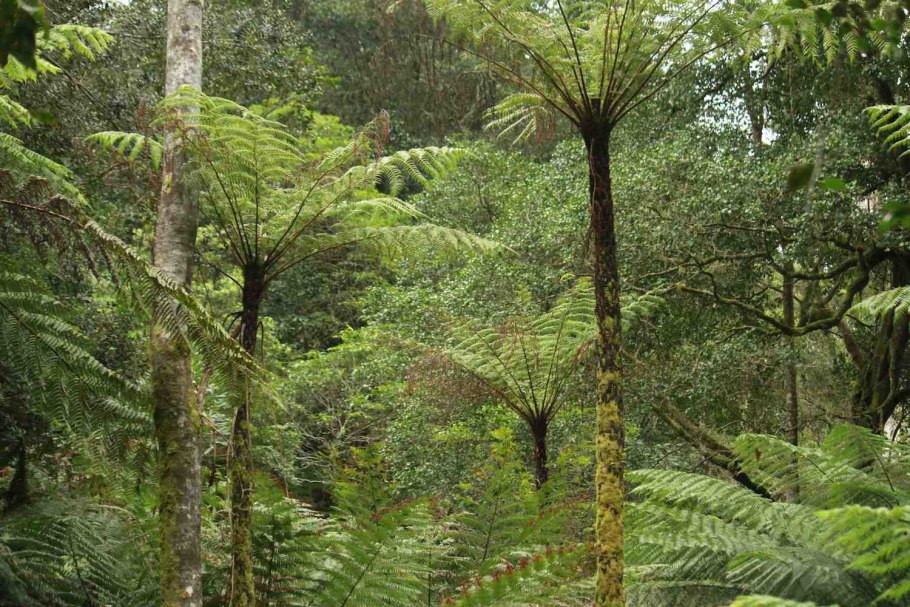 Древовидные папоротники Австралии