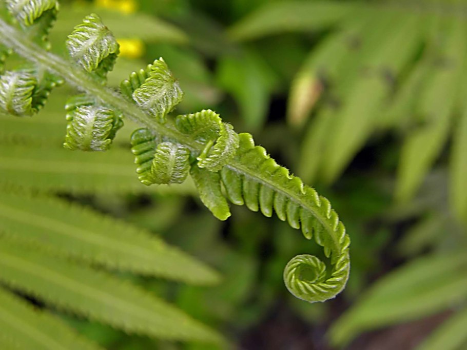 Диксония антарктическая