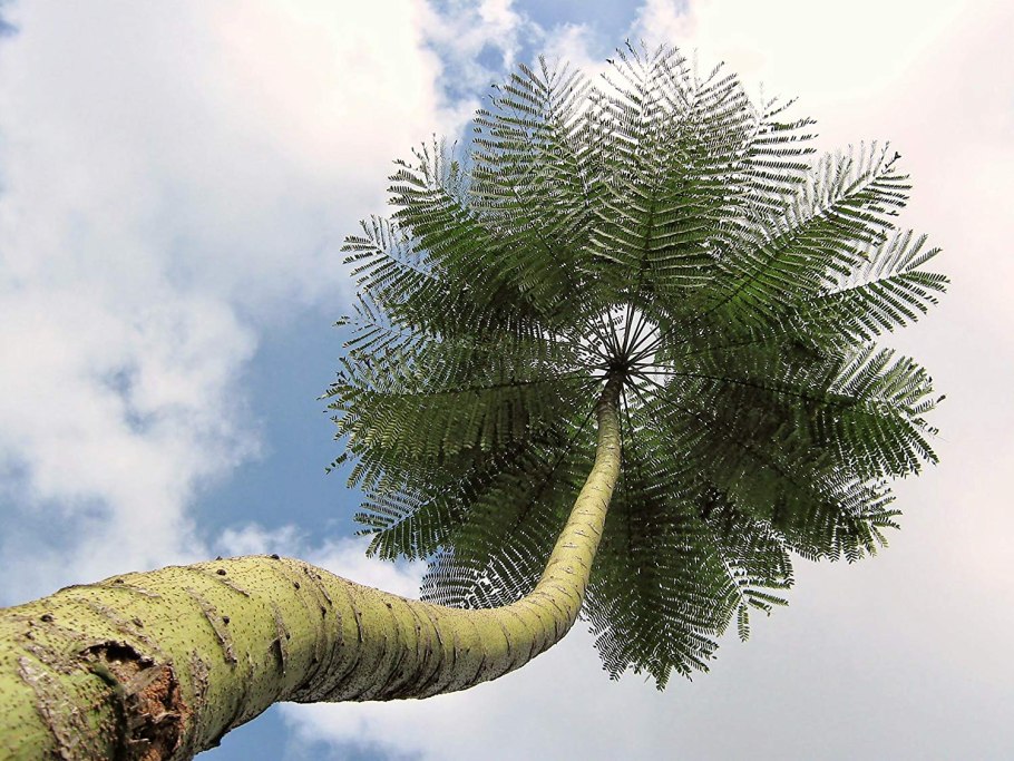 Plagiogyria matsumureana