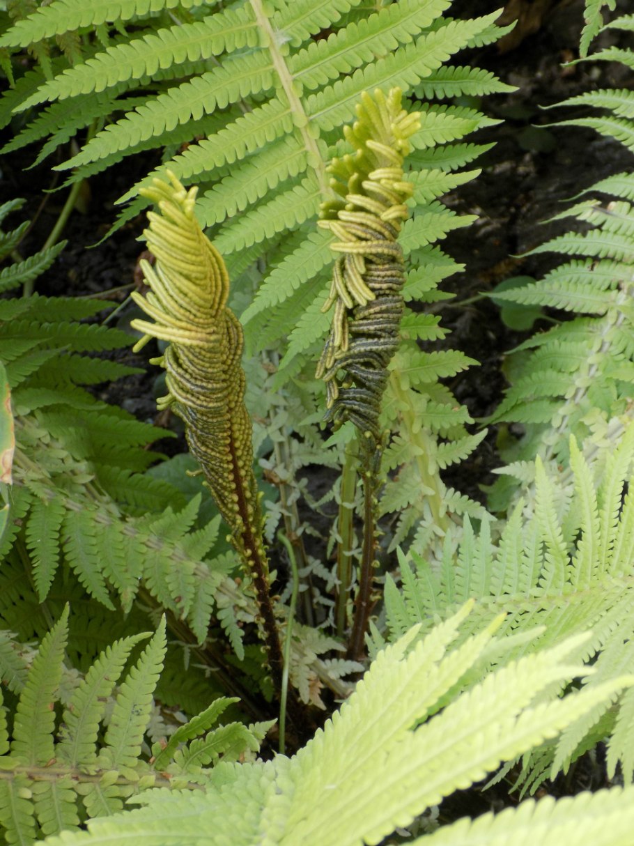 Диксония антарктическая