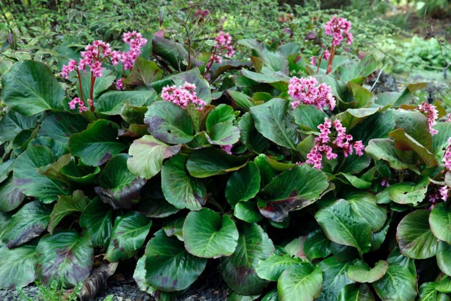 Бадан толстолистный (в. crassifolia)