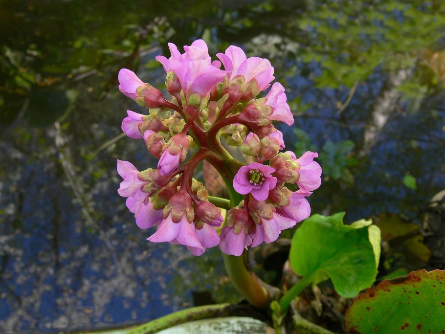 Бадан Bergenia crassifolia