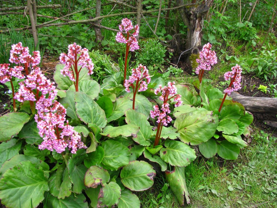 Бадан Шушайн Роуз