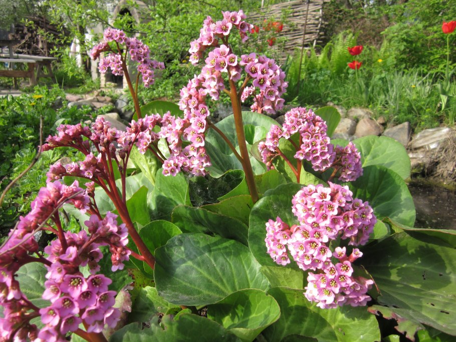 Бадан толстолистный Бергения