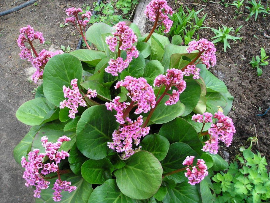 Бадан (Bergenia)