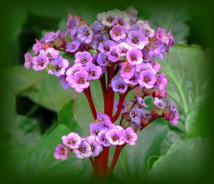 Бадан толстолистный семейство