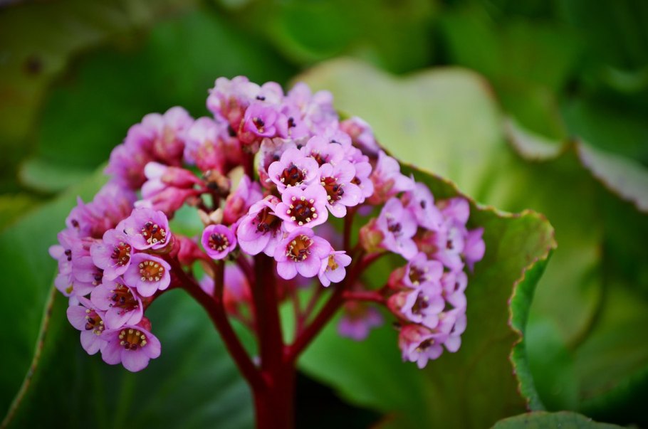 Бадан толстолистный Bergenia crassifolia