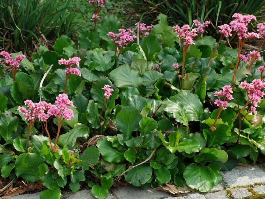 Бадан Брессингем Уайт