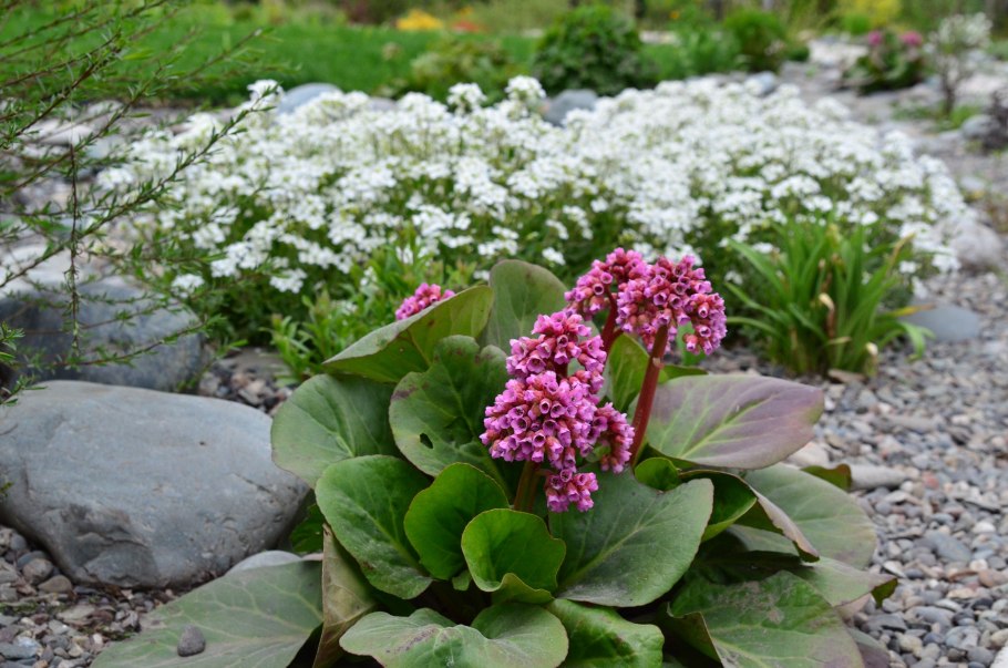 Бадан сердцелистный