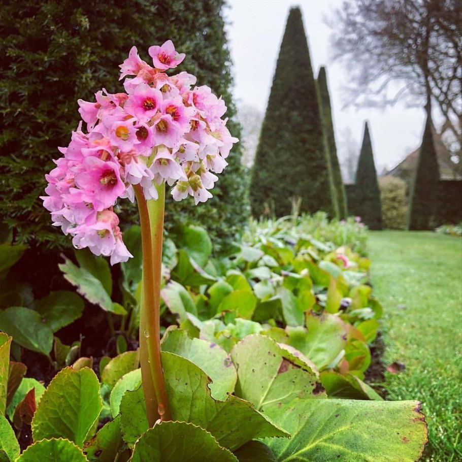 Bergenia purpurascens
