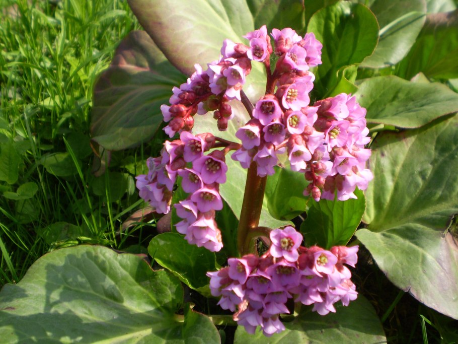 Бадан толстолистный Альба