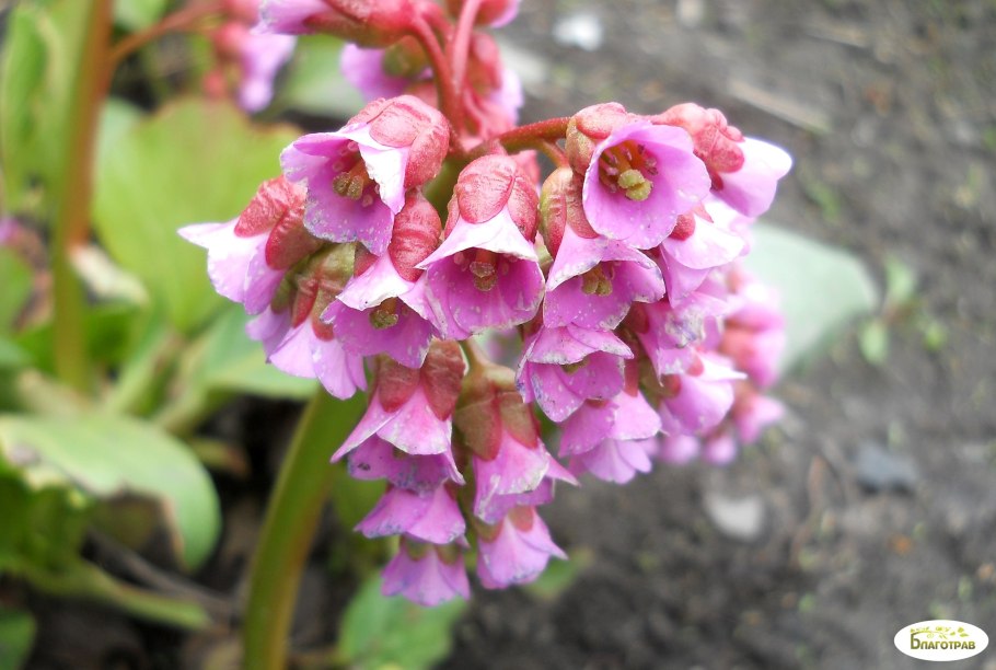 Бадан пурпурный Делавея