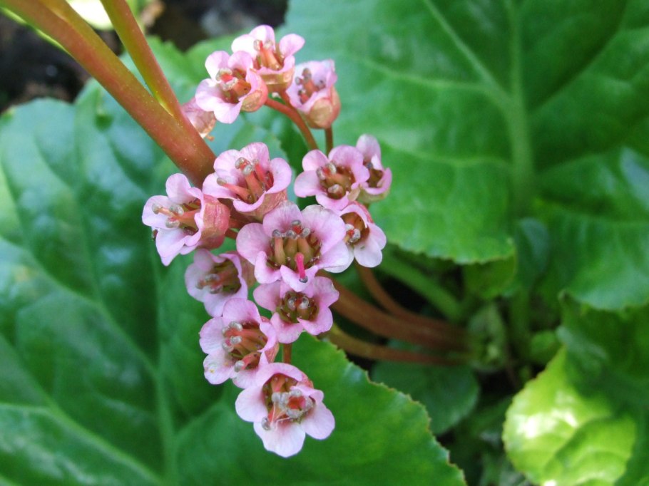 Бадан толстолистный Bergenia crassifolia