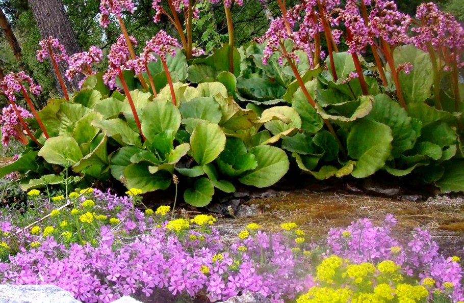 Бадан (Bergenia)