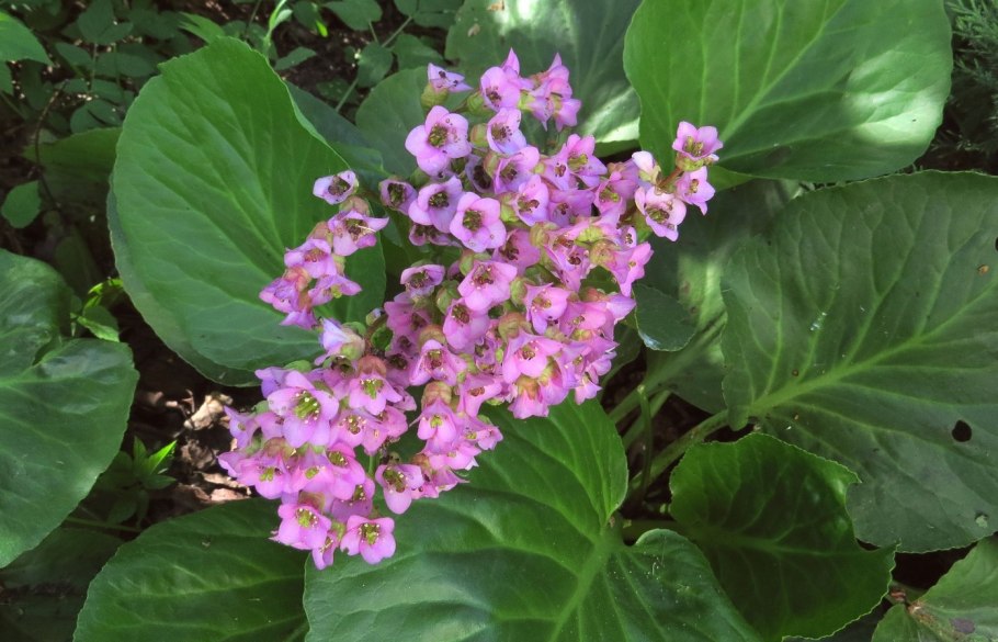 Бадан Тихоокеанский